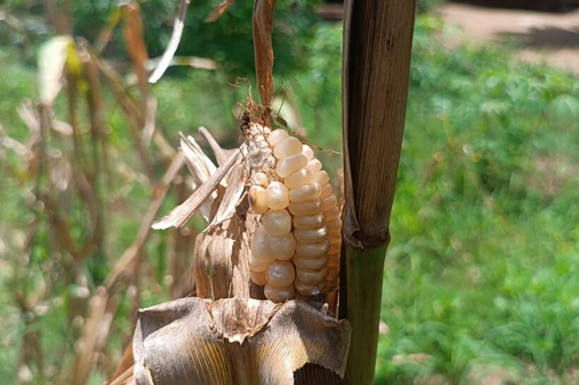 CLIMA, FALTA DE FINANCIAMENTO E ACESSO A SEMENTES DESAFIAM PRODUÇÃO AGRÍCOLA EM SOFALA
